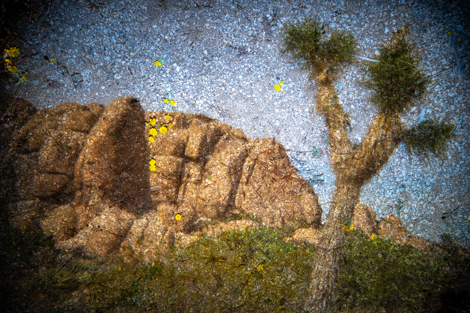Camera Obscura overlaying a view of a Joshua Tree and Jumbo Rocks.