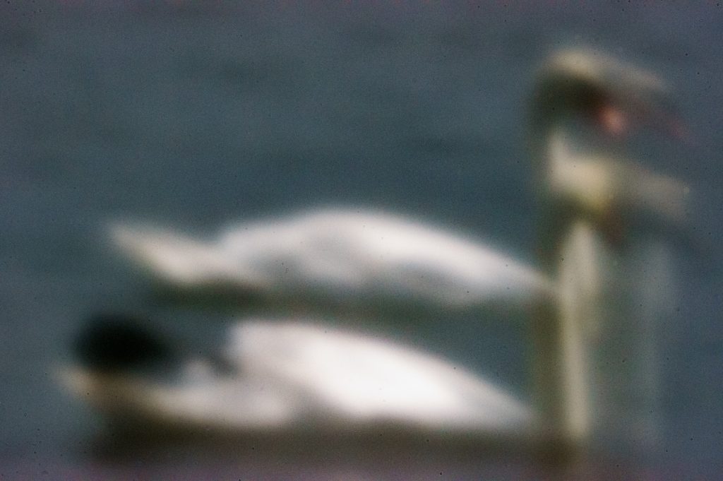 1200mm Pinhole Swans