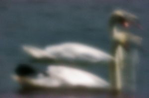 1200mm Pinhole Swans