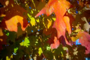 Pinhole Foliage